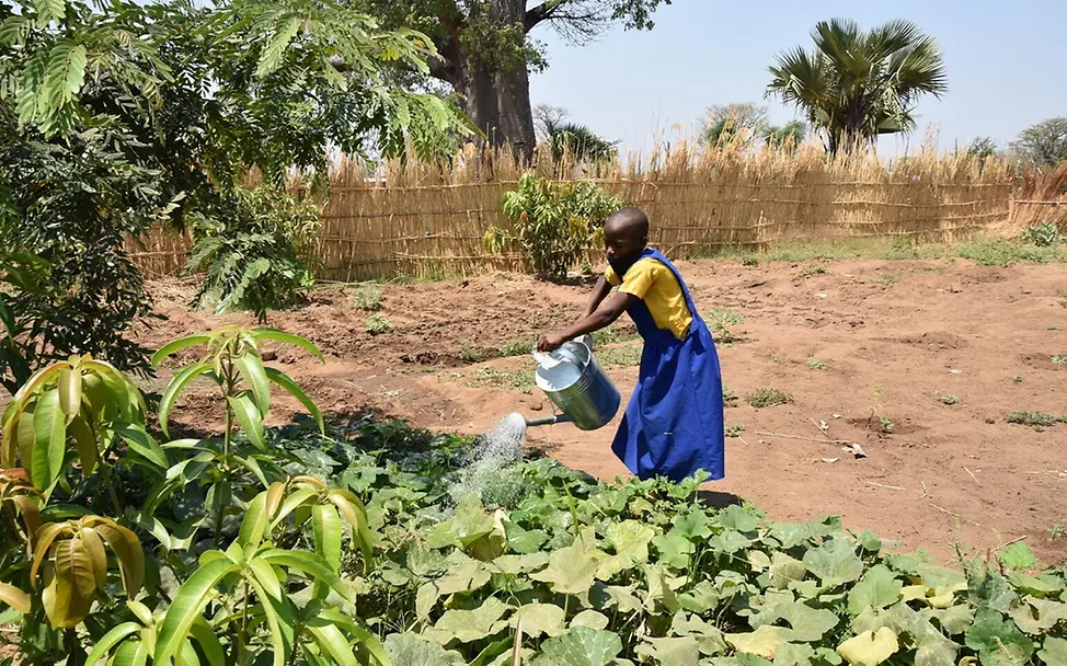 Dürre bedroht Kinder weltweit | © UNICEF/Berger Dürre: Folgen für Kinder & Ursachen: Mädchen gießt Pflanzen im Schulgarten in Malawi