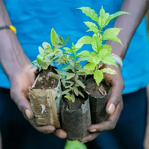 Ein junges Mitglied der Gruppe Team Green View im Unterbezirk Namalu, Distrikt Nakapiripirit, zeigt einen ihrer Baumsetzlinge /© UNICEF/UNI450498/Abdul Ein junges Mitglied der Gruppe Team Green View im Unterbezirk Namalu, Distrikt Nakapiripirit, zeigt einen ihrer Baumsetzlinge